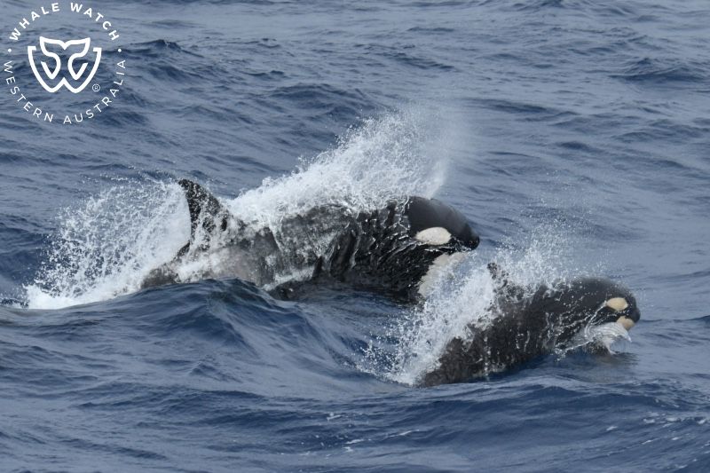 Whale Watch Western Australia