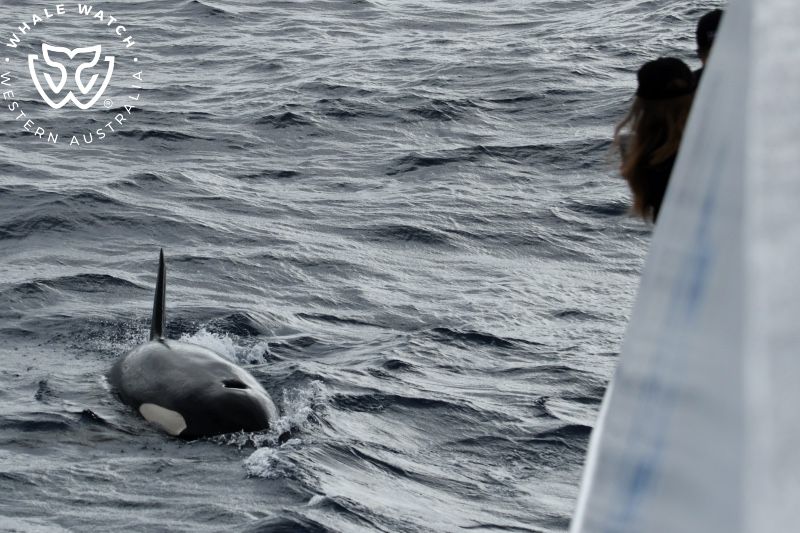 Whale Watch Western Australia