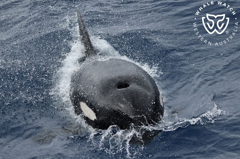 Whale Watch Western Australia