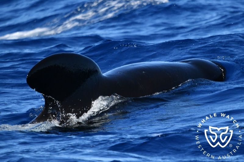 Whale Watch Western Australia