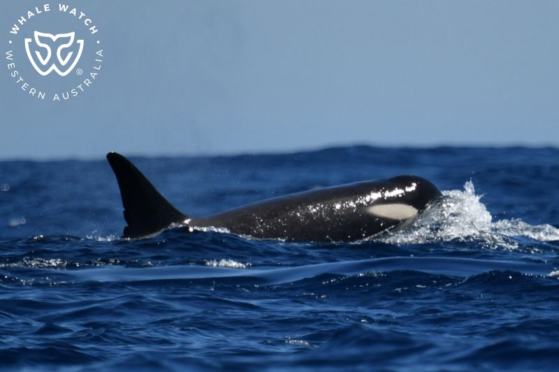 Whale Watch Western Australia