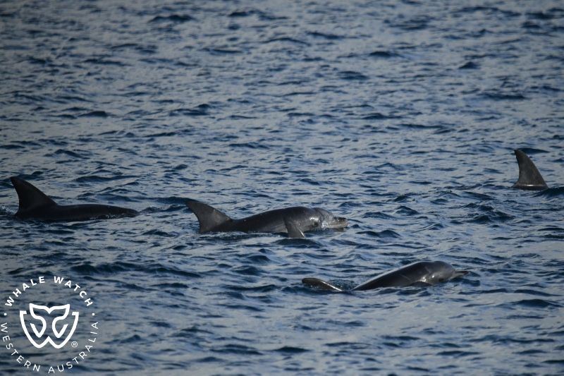 Whale Watch Western Australia