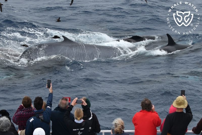 Whale Watch Western Australia