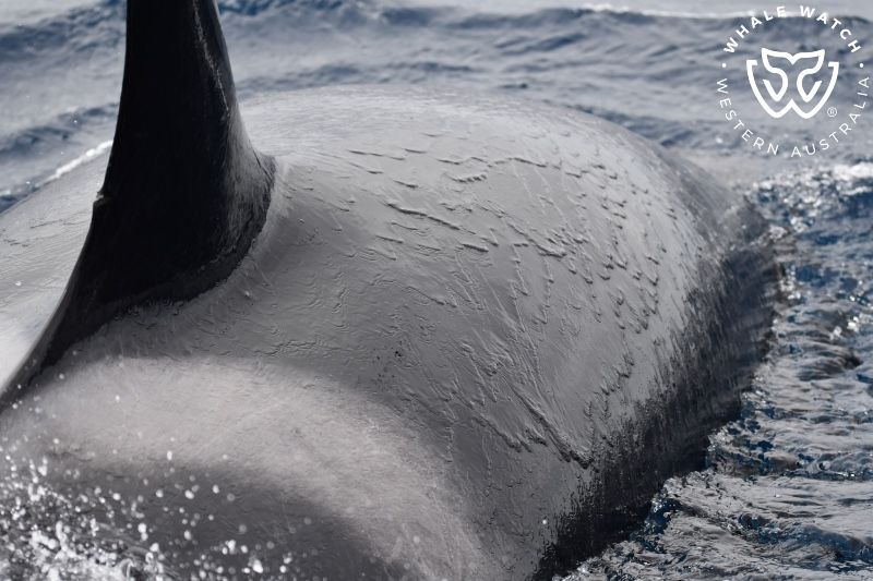 Whale Watch Western Australia