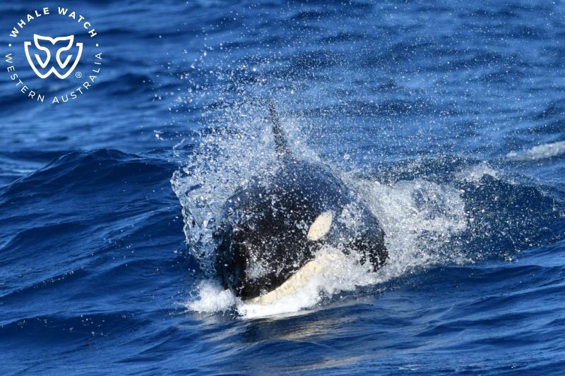 Whale Watch Western Australia