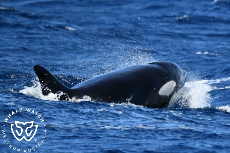 Whale Watch Western Australia