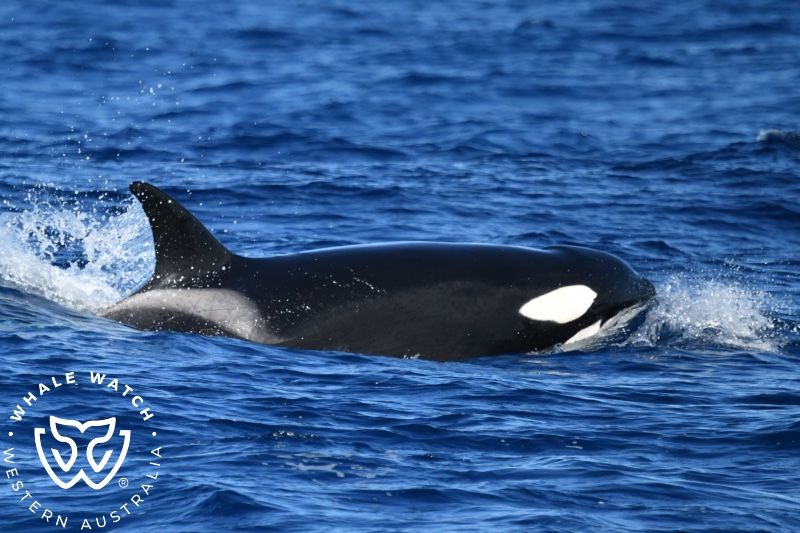 Whale Watch Western Australia
