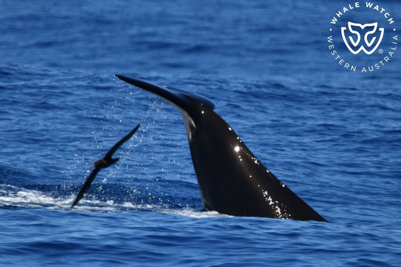 Whale Watch Western Australia