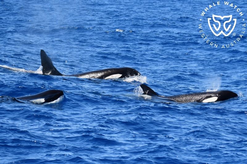 Whale Watch Western Australia