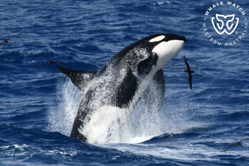 Whale Watch Western Australia