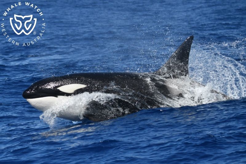 Whale Watch Western Australia