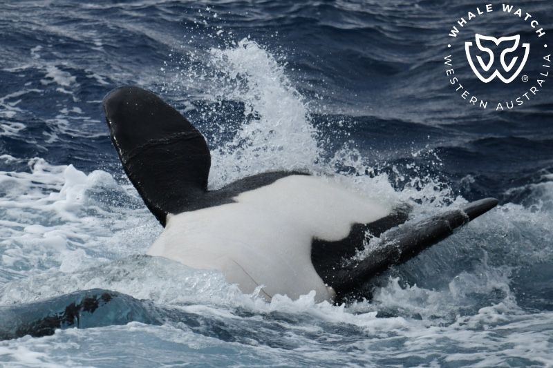 Whale Watch Western Australia