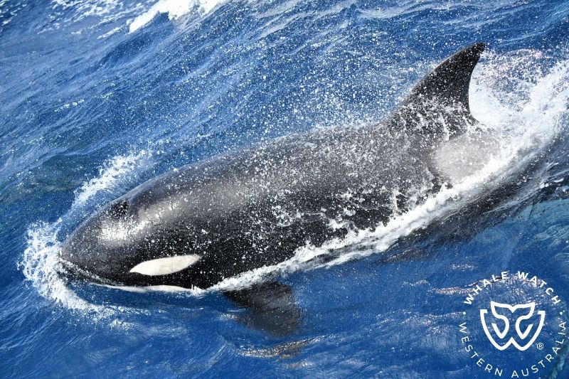 Whale Watch Western Australia