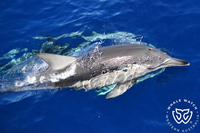 Whale Watch Western Australia