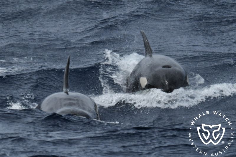 Whale Watch Western Australia