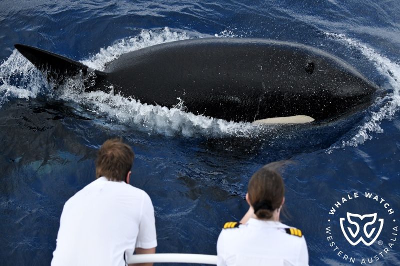 Whale Watch Western Australia