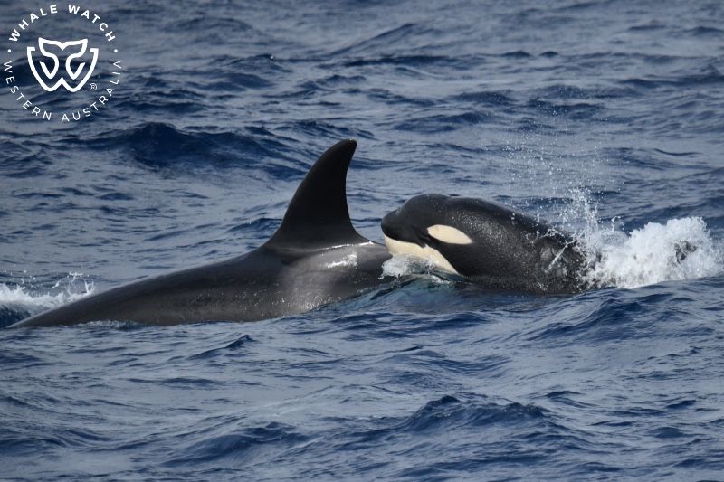 Whale Watch Western Australia