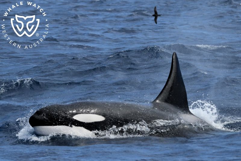 Whale Watch Western Australia