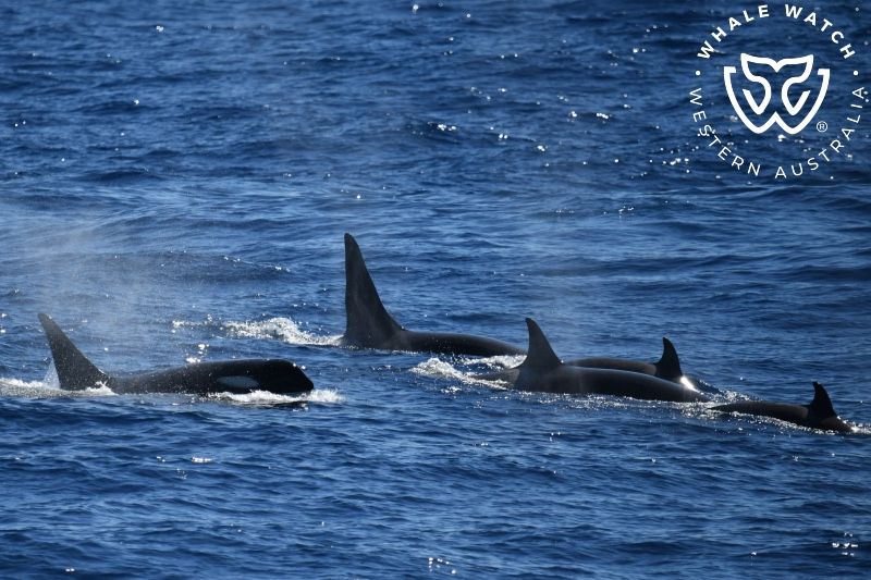 Whale Watch Western Australia