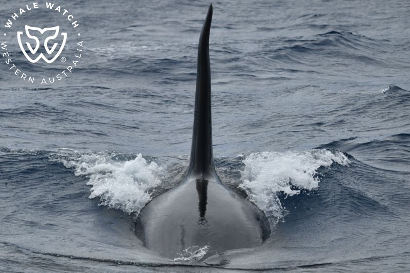 Whale Watch Western Australia