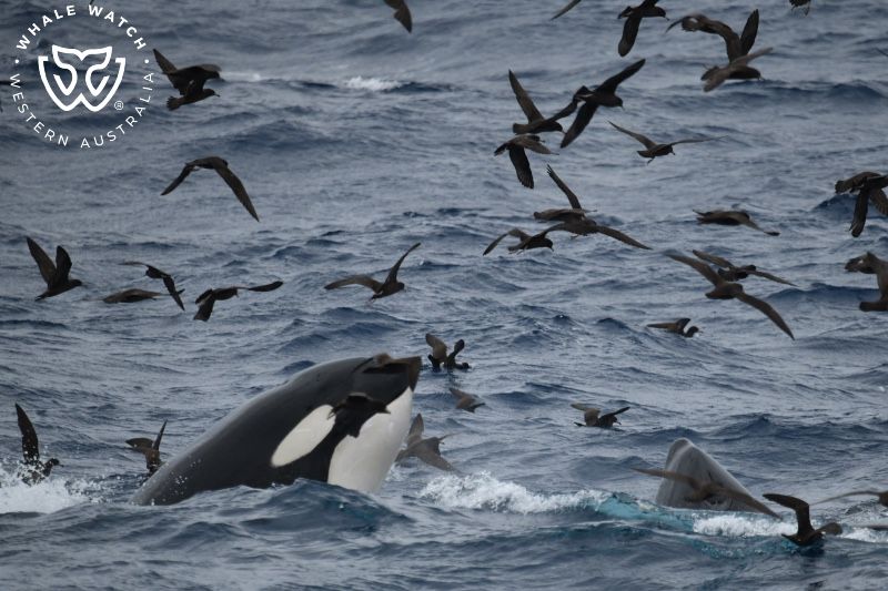 Whale Watch Western Australia