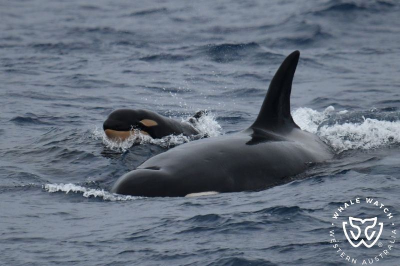 Whale Watch Western Australia