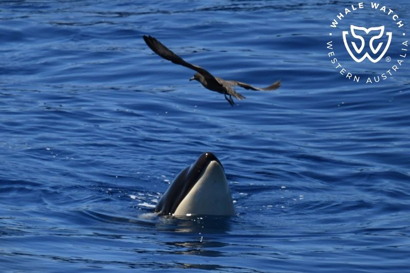 Whale Watch Western Australia
