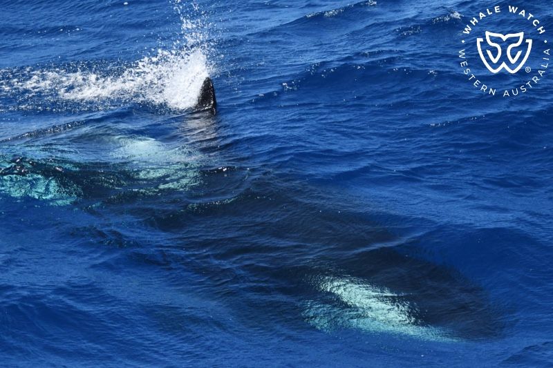 Whale Watch Western Australia