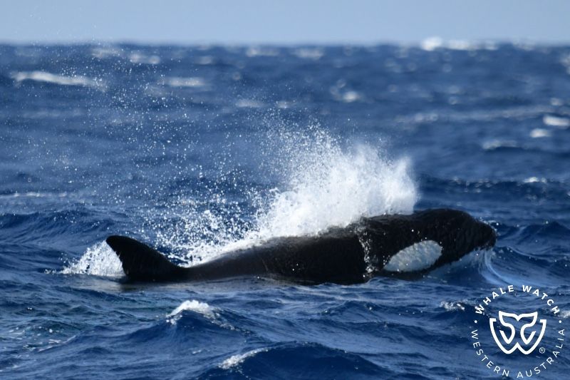 Whale Watch Western Australia