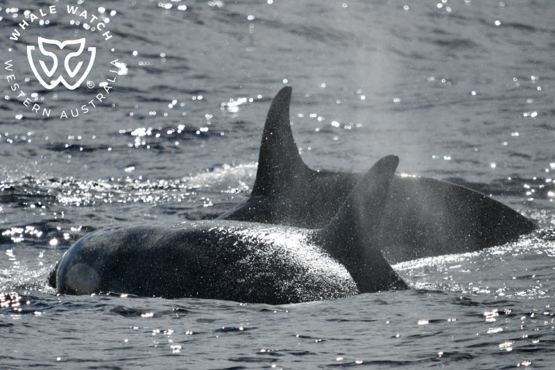 Whale Watch Western Australia