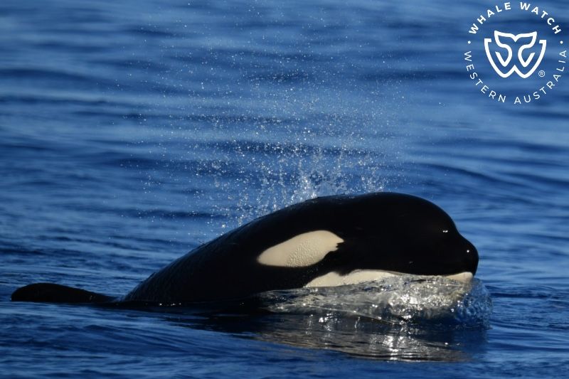 Whale Watch Western Australia