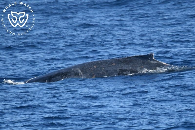 Whale Watch Western Australia