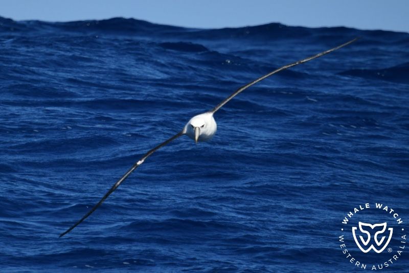 Whale Watch Western Australia