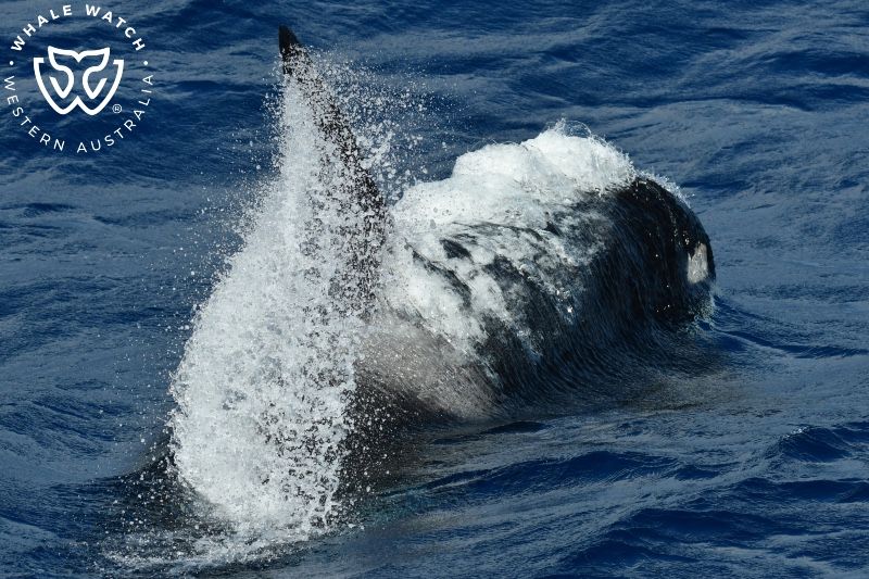 Whale Watch Western Australia