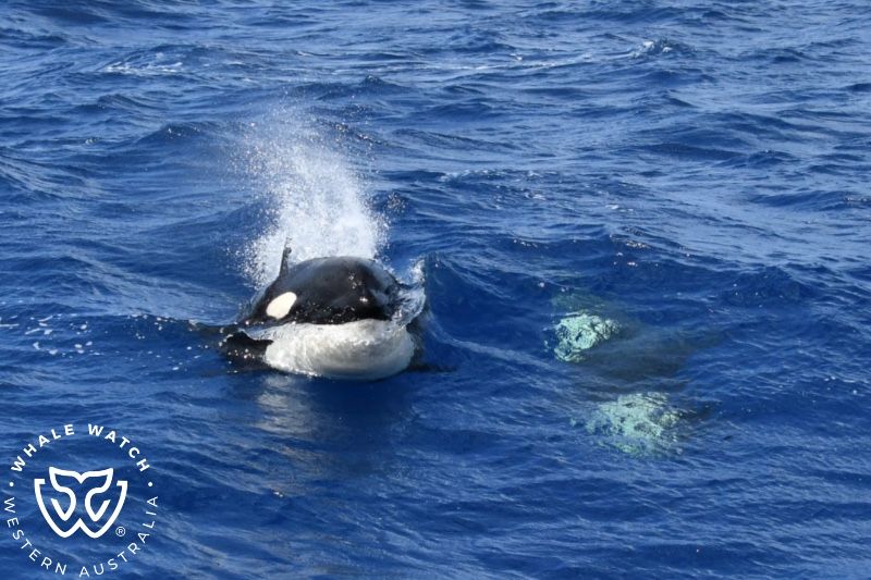 Whale Watch Western Australia