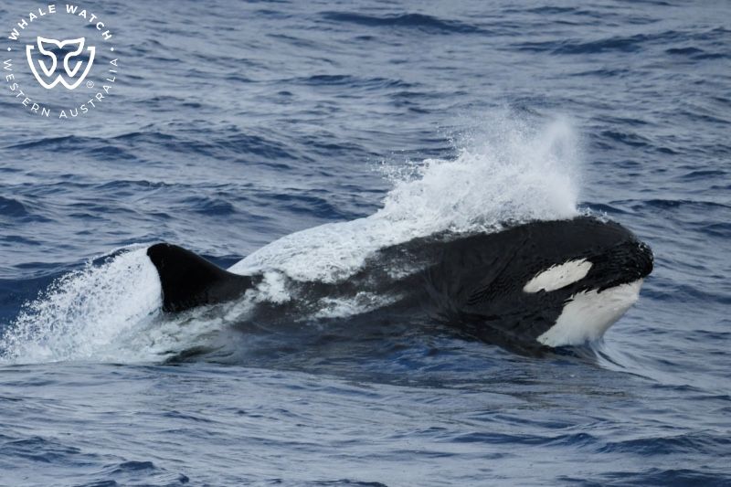 Whale Watch Western Australia