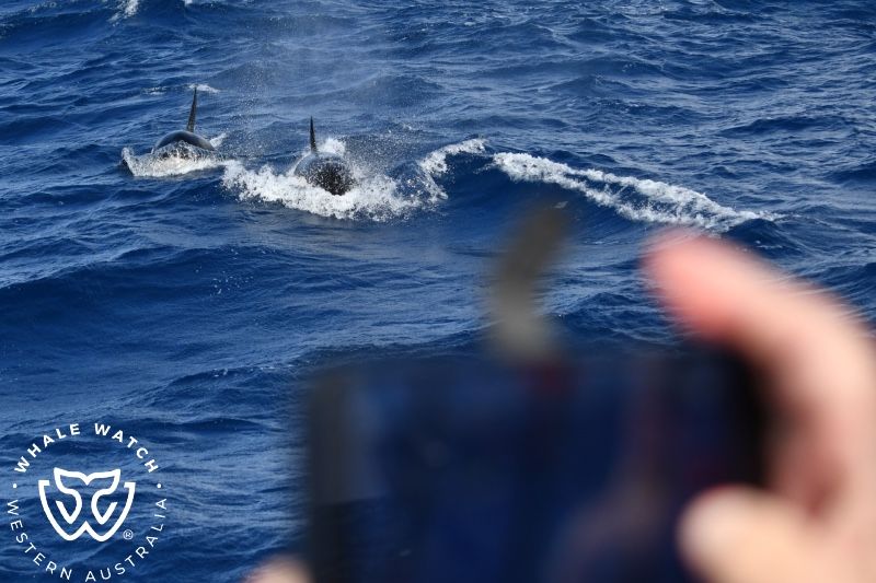 Whale Watch Western Australia