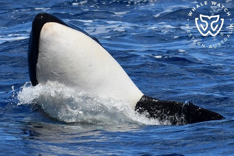 Whale Watch Western Australia
