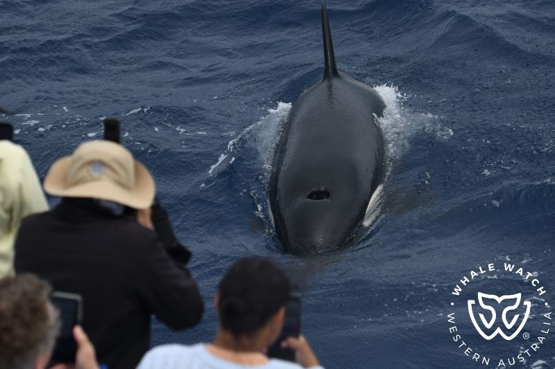 Whale Watch Western Australia