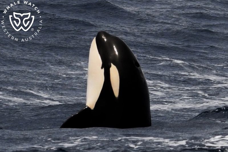 Whale Watch Western Australia