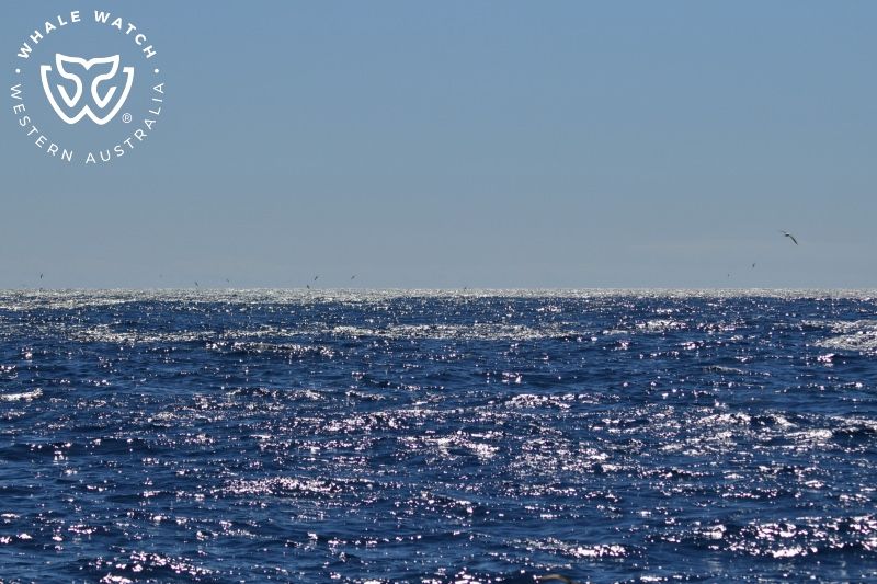 Whale Watch Western Australia