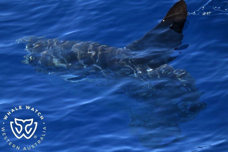 Whale Watch Western Australia