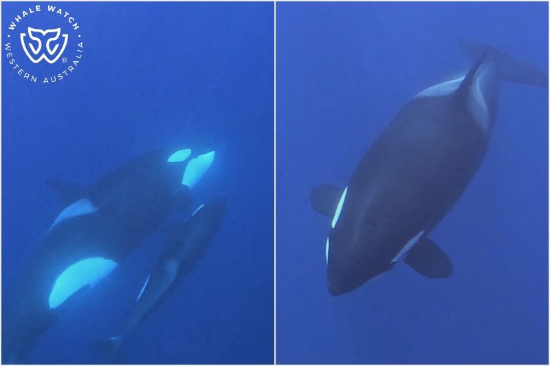 Whale Watch Western Australia