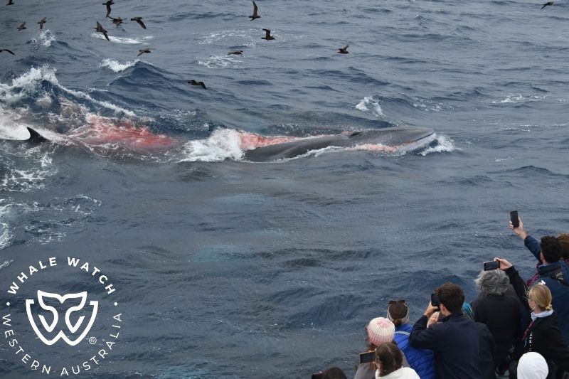 Whale Watch Western Australia