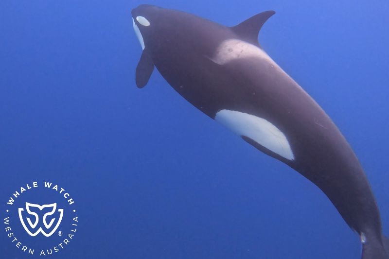 Whale Watch Western Australia