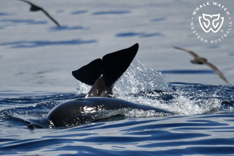 Whale Watch Western Australia