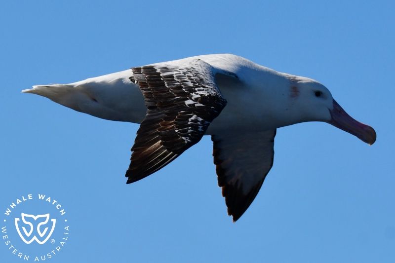 Whale Watch Western Australia