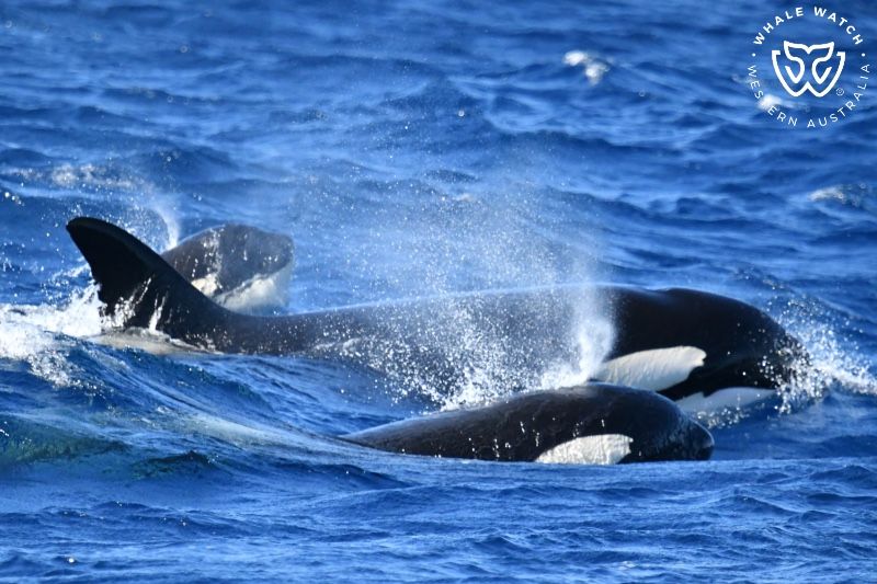 Whale Watch Western Australia