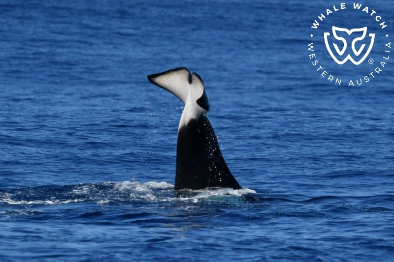 Whale Watch Western Australia
