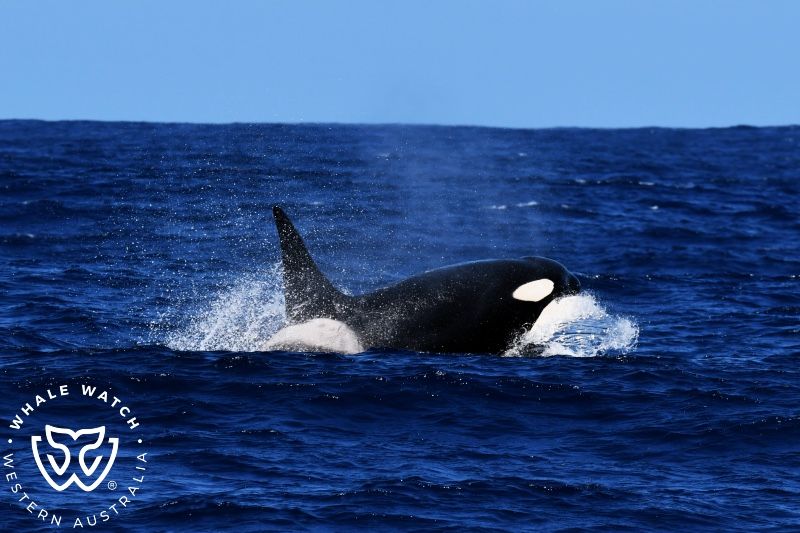 Whale Watch Western Australia